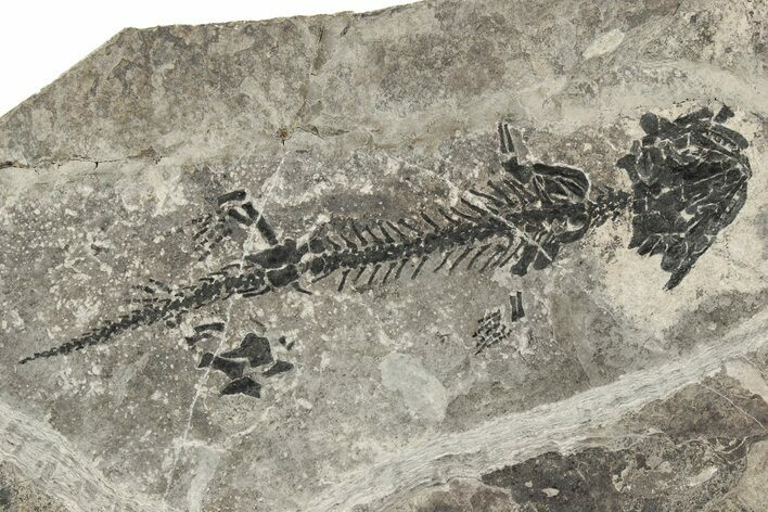 Discosauriscus (Permian Reptiliomorph) - Czech Republic #242501